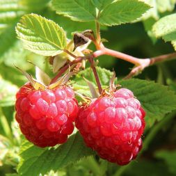 berries-of-a-raspberry-1700485_1280