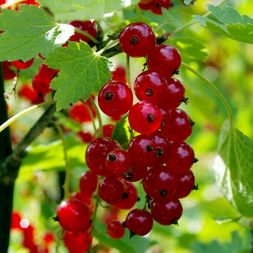 red-currant-currant-natural-healthy