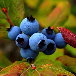 wild-blueberry-bush-14242379327Rs